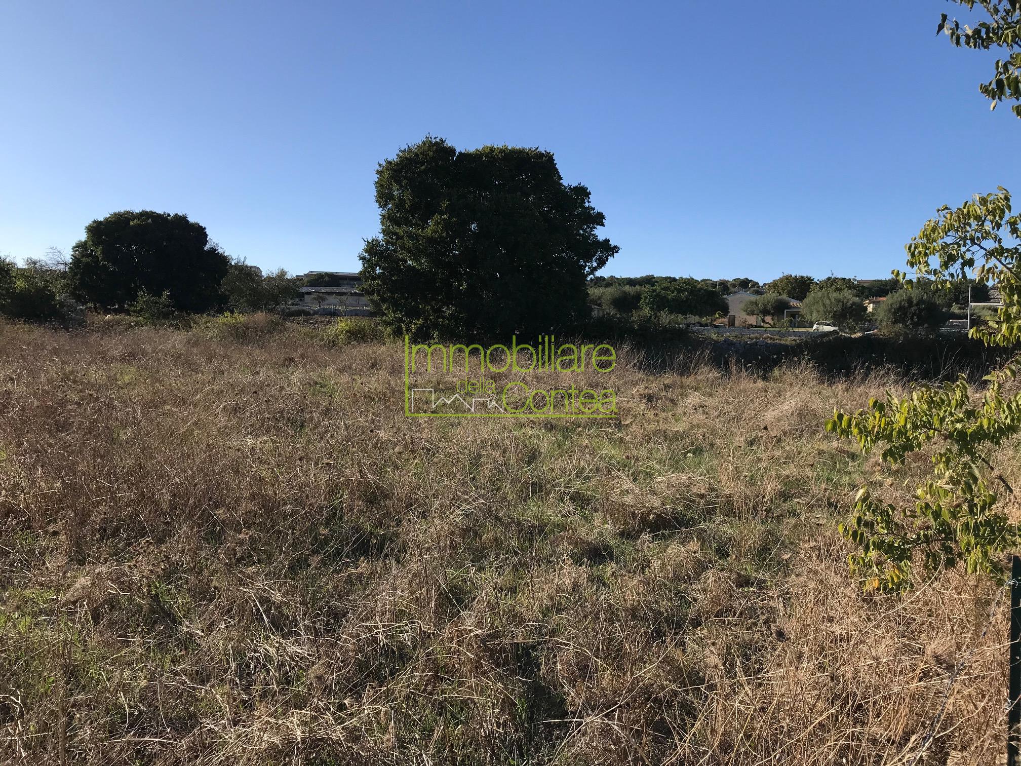 PICCOLO APPEZZAMENTO DI TERRENO PIANTUMATO RIF 578 - Immagine# 1